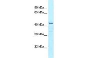 Image no. 1 for anti-Ataxin 10 (ATXN10) (C-Term) antibody (ABIN6747943) (Ataxin 10 抗体  (C-Term))