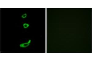 Immunofluorescence (IF) image for anti-Corticotropin Releasing Hormone Receptor 1 (CRHR1) (AA 75-124) antibody (ABIN1535580)