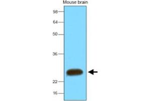 Western blot analysis of mouse brain extracts (30 ug) were resolved by SDS - PAGE , transferred to NC membrane and probed with SNAP25 monoclonal antibody , clone 4E11 (1 : 2000) . (SNAP25 抗体)