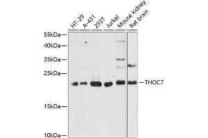 Western blot analysis of extracts of various cell lines, using THOC7 antibody (ABIN6133128, ABIN6149122, ABIN6149123 and ABIN6217791) at 1:3000 dilution. (THOC7 抗体  (AA 1-204))