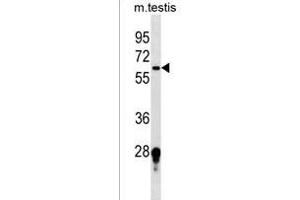 FUT11 Antibody (Center) (ABIN1538063 and ABIN2849829) western blot analysis in mouse testis tissue lysates (35 μg/lane). (FUT11 抗体  (AA 204-233))