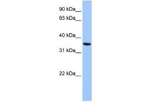 WB Suggested Anti-ANXA8L2 Antibody Titration:  0. (ANXA8L2 抗体  (Middle Region))