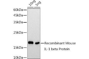Western blot analysis of extracts of Recombinant Mouse IL1β Protein, using IL1β antibody  at 1:1000 dilution.