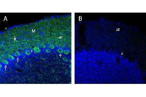 anti-Neurexin 1 (NRXN1) (AA 546-560), (Extracellular), (N-Term) antibody