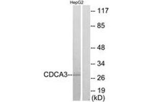 Western blot analysis of extracts from HepG2 cells, using CDCA3 Antibody.