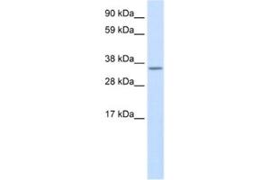 Western Blotting (WB) image for anti-Unconventional SNARE in The ER 1 Homolog (Use1) antibody (ABIN2461510) (Use1 抗体)