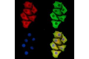 ABIN7095741 and ABIN7099803 staining Hela cells by IF/ICC.