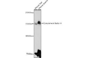 Western Blotting (WB) image for anti-Complement Factor H (CFH) (AA 20-270) antibody (ABIN3023097)