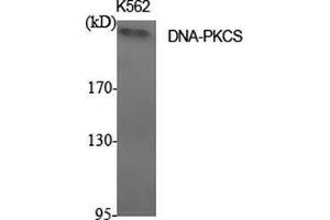 Western Blot (WB) analysis of specific cells using DNA-PKCS Polyclonal Antibody. (PRKDC 抗体  (C-Term))