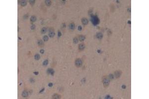 IHC-P analysis of Mouse Tissue, with DAB staining. (POMC 抗体  (AA 27-235))
