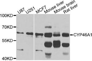 Western blot analysis of extracts of various cells, using CYP46A1 antibody. (CYP46A1 抗体)