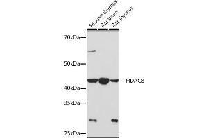 Western blot analysis of extracts of various cell lines, using HD Rabbit mAb (ABIN7267714) at 1:1000 dilution. (HDAC8 抗体)