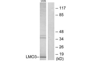 Western blot analysis of extracts from COS-7 cells, using LMO3 antibody. (LMO3 抗体  (C-Term))