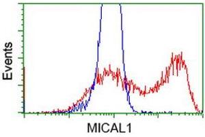 HEK293T cells transfected with either RC208308 overexpress plasmid (Red) or empty vector control plasmid (Blue) were immunostained by anti-MICAL1 antibody (ABIN2453295), and then analyzed by flow cytometry. (MICAL1 抗体)