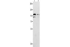 Western Blotting (WB) image for anti-Major Vault Protein (MVP) antibody (ABIN2428359)