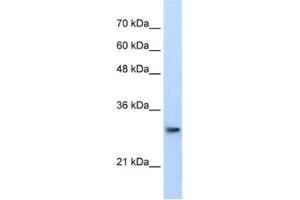 Western Blotting (WB) image for anti-Proteasome Subunit alpha Type 1 (PSMA1) antibody (ABIN2462128) (PSMA1 抗体)