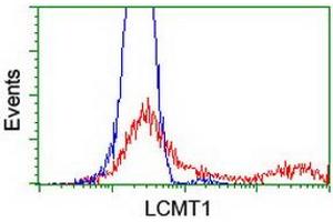 Image no. 2 for anti-Leucine Carboxyl Methyltransferase 1 (LCMT1) antibody (ABIN1499108) (LCMT1 抗体)