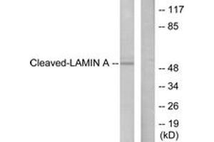 Western blot analysis of extracts from NIH-3T3 cells, treated with Etoposide 25uM 60', using Lamin A (Cleaved-Asp230) Antibody. (Lamin A/C 抗体  (Cleaved-Asp230))