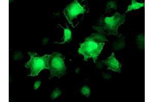 Anti-AKT1 mouse monoclonal antibody (ABIN2455508) immunofluorescent staining of COS7 cells transiently transfected by pCMV6-ENTRY AKT1 (RC220257). (AKT1 抗体)