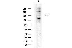 Western blot analysis of lysates from COLO205 cells(heat-shock treatment), using Phospho-NF kappaB p105/p50 (Ser907) Antibody at 1/1000 dilution.