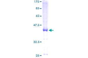 LRRC8D Protein (AA 1-143) (GST tag)