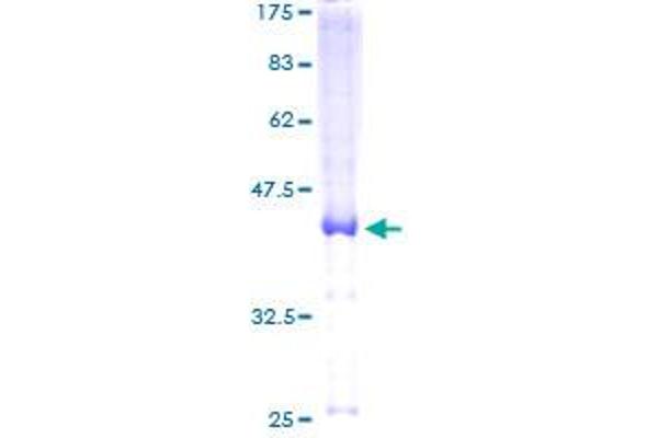 LRRC8D Protein (AA 1-143) (GST tag)