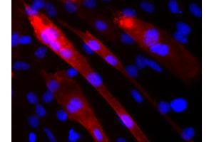 Indirect immunolabeling of PFA fixed C2C12 cells differentiated into myotubes (red, dilution 1 : 500). (VAMP5 抗体  (AA 1-70))