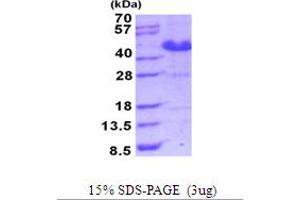 SDS-PAGE (SDS) image for Asparaginase Like 1 (ASRGL1) (AA 1-308) protein (His tag) (ABIN5853979) (ASRGL1 Protein (AA 1-308) (His tag))