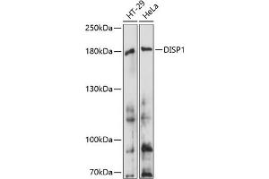 Western blot analysis of extracts of various cell lines, using DISP1 antibody (ABIN7266798) at 1:1000 dilution. (DISP1 抗体  (AA 1325-1524))