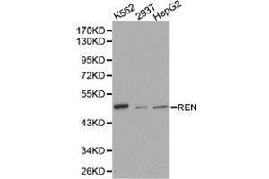Western Blotting (WB) image for anti-Renin (REN) antibody (ABIN1874587) (Renin 抗体)