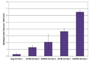 RNA pol II CTD phospho Ser5 antibody (mAb) tested by ChIP. (Rpb1 CTD 抗体  (pSer5, Ser5))
