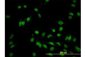 Image no. 3 for anti-Hairy/enhancer-of-Split Related with YRPW Motif-Like (HEYL) (AA 221-327) antibody (ABIN599209) (HEYL 抗体  (AA 221-327))