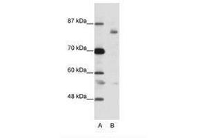 Image no. 1 for anti-Leucine-Zipper-Like Transcription Regulator 1 (LZTR1) (AA 750-799) antibody (ABIN202933) (LZTR1 抗体  (AA 750-799))