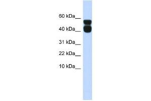 Western Blotting (WB) image for anti-Purinergic Receptor P2X, Ligand-Gated Ion Channel, 4 (P2RX4) (N-Term) antibody (ABIN633745)