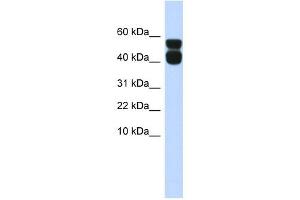 P2RX4 antibody used at 1 ug/ml to detect target protein. (P2RX4 抗体  (N-Term))
