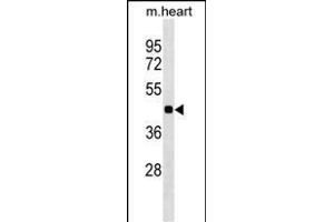 HHEX Antibody (C-term) (ABIN1536923 and ABIN2849944) western blot analysis in mouse heart tissue lysates (35 μg/lane). (HHEX 抗体  (C-Term))
