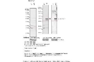 Sample Type: 1. (RAB37 抗体  (Middle Region))