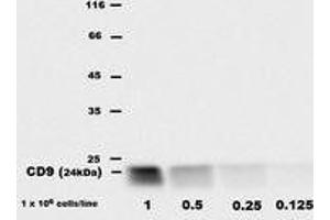 Western Blotting (WB) image for anti-CD9 (CD9) antibody (Biotin) (ABIN1106604) (CD9 抗体  (Biotin))