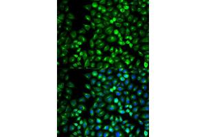 Immunofluorescence analysis of U2OS cell using GRM3 antibody. (Metabotropic Glutamate Receptor 3 抗体  (AA 23-170))