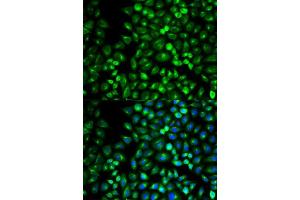 Immunofluorescence analysis of U2OS cell using GRM3 antibody. (Metabotropic Glutamate Receptor 3 抗体  (AA 23-170))