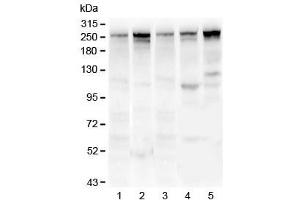 Western blot testing of 1) rat lung, 2) mouse lung, 3) human U-87 MG, 4) human MDA-MB-231 and 5) human HepG2 lysate with Talin 1 antibody. (TLN1 抗体)