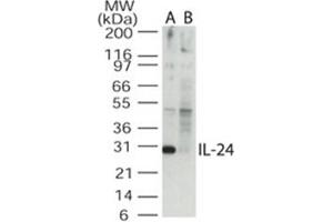 Image no. 1 for anti-Interleukin 24 (IL24) (AA 100-150) antibody (ABIN302672) (IL-24 抗体  (AA 100-150))