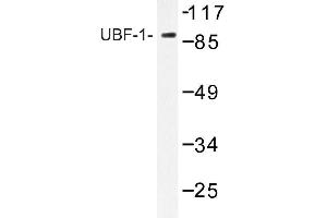 Image no. 1 for anti-Upstream Binding Transcription Factor, RNA Polymerase I (UBTF) antibody (ABIN272172) (UBTF 抗体)