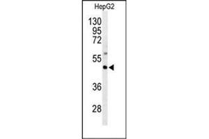 Western blot analysis of GNAZ Antibody (N-term) in HepG2 cell line lysates (35ug/lane). (GNaZ 抗体  (N-Term))