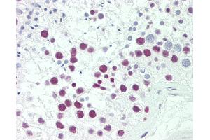 Anti-SRP54 antibody IHC staining of human testis. (SRP54 抗体  (AA 346-374))