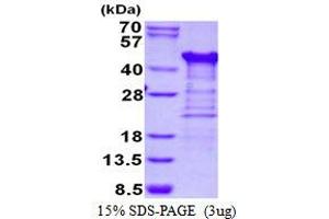 Image no. 1 for Tetratricopeptide Repeat Domain 1 (TTC1) protein (His tag) (ABIN1098646)