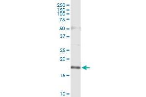 Immunoprecipitation of TSC22D1 transfected lysate using anti-TSC22D1 MaxPab rabbit polyclonal antibody and Protein A Magnetic Bead , and immunoblotted with TSC22D1 purified MaxPab mouse polyclonal antibody (B01P) . (TSC22D1 抗体  (AA 1-144))
