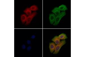 ABIN7094609 and ABIN7098659 staining Hela cells by IF/ICC. (PDE11A 抗体  (Internal Region))
