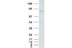 Western Blotting (WB) image for Neurotrophic Tyrosine Kinase, Receptor, Type 1 (NTRK1) (Transcript Variant 1) protein (Myc-DYKDDDDK Tag) (ABIN2734328)