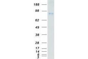 Validation with Western Blot (TRKA Protein (Transcript Variant 1) (Myc-DYKDDDDK Tag))